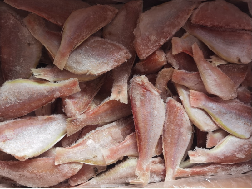 巴基三去红杉鱼1