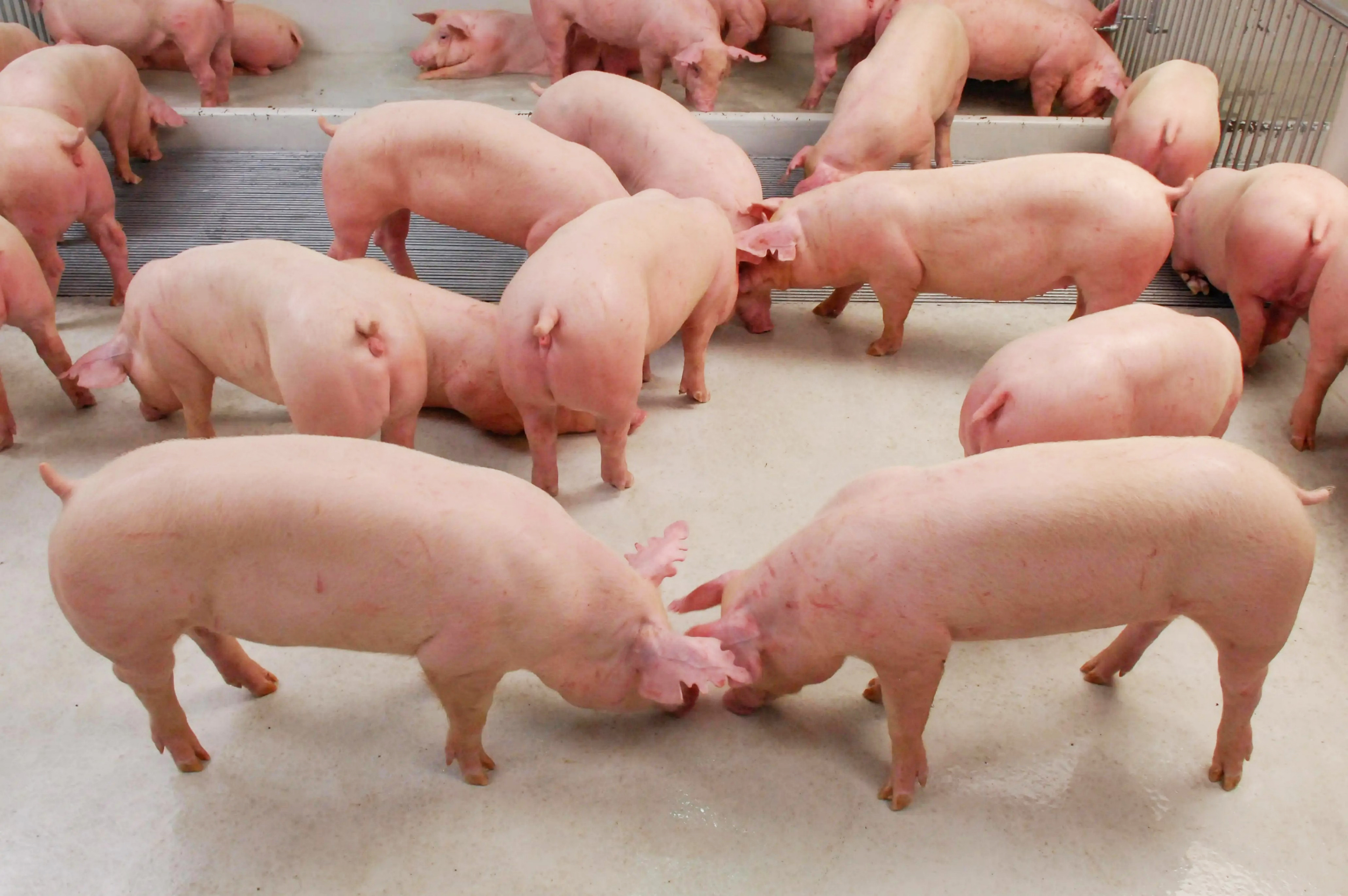 Nipic_35195795_20250501183528506